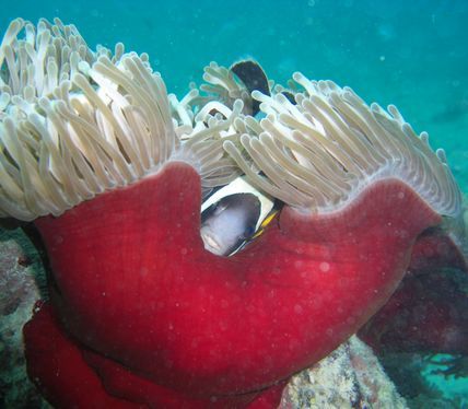 PADI Dive Centre Mauritius