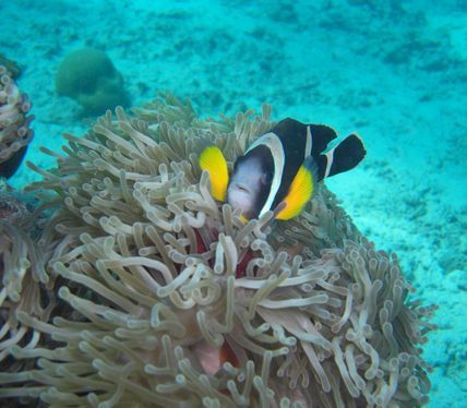 PADI Scuba Diving Centre Mauritius